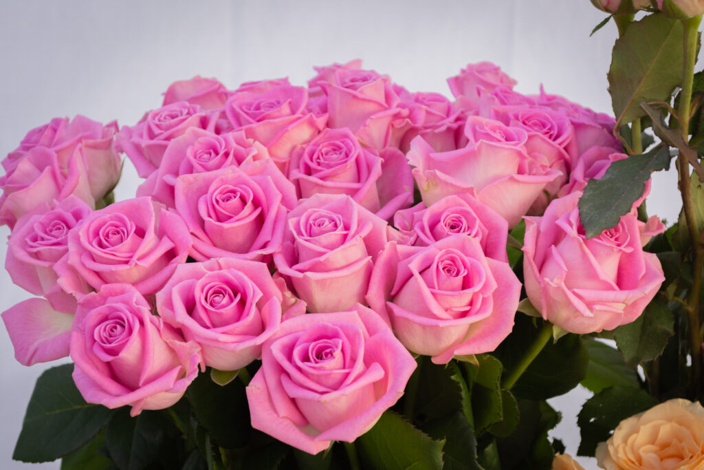 Sünnipäeva fotograaf RK Assist OÜ