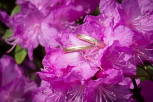 Pulmafotograaf RK Assist OÜ